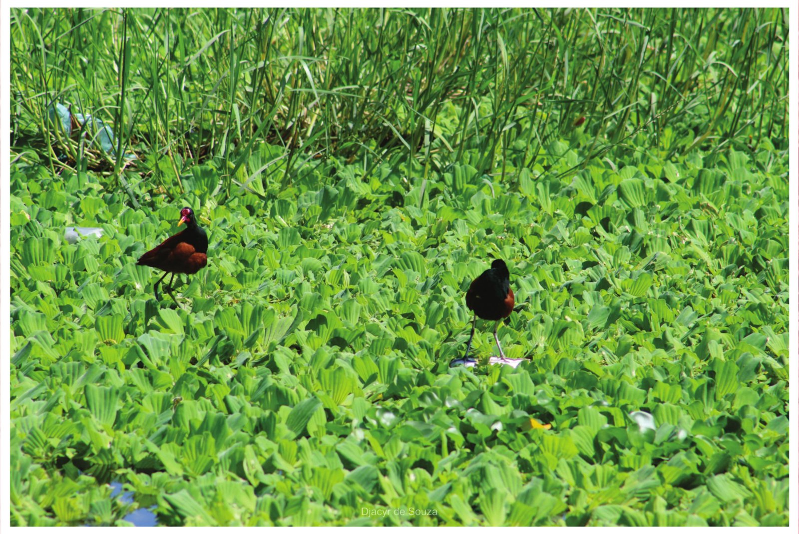 Aves na Lagoa do Porangabussu.